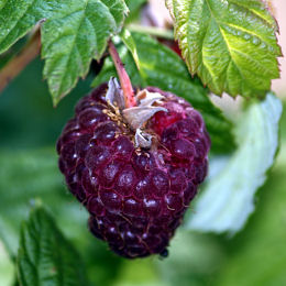 rubus glen coe